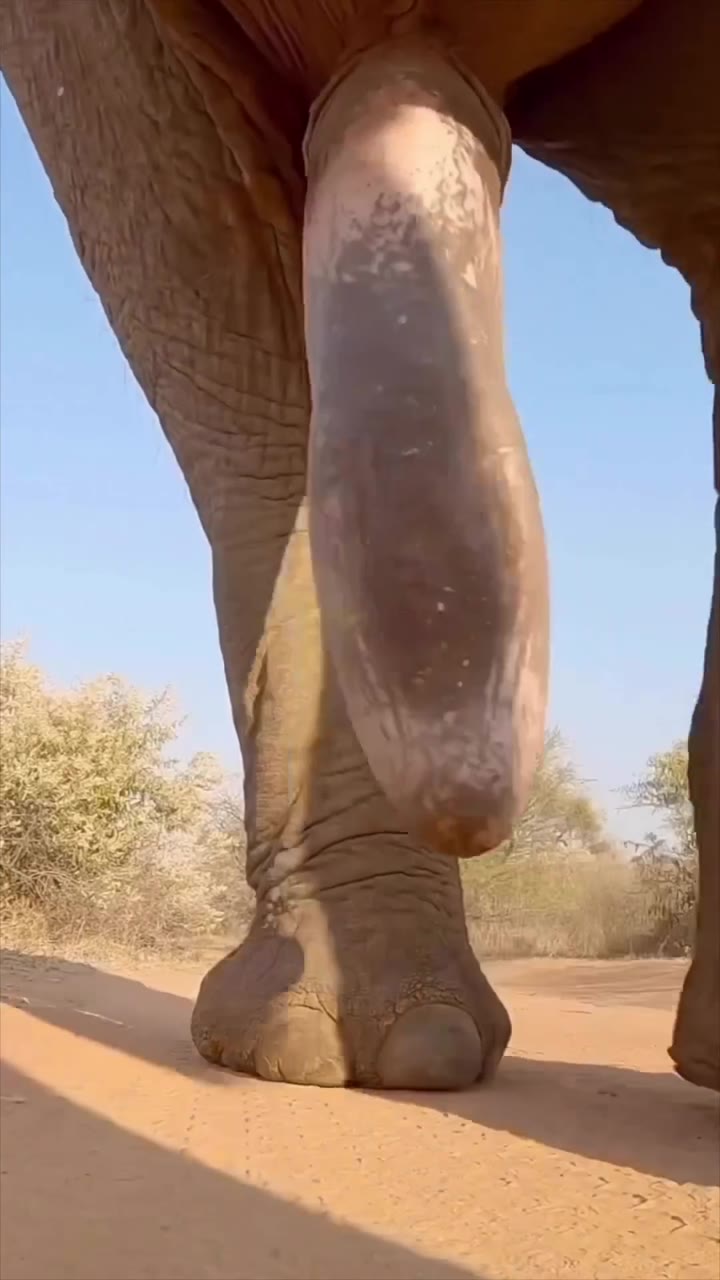 Sensational hysterical Bebahan l e a k e d Vid