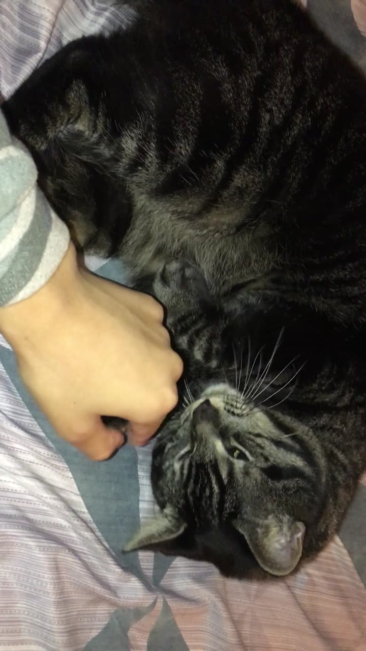 half Dripping Stormi Maya ripped cams