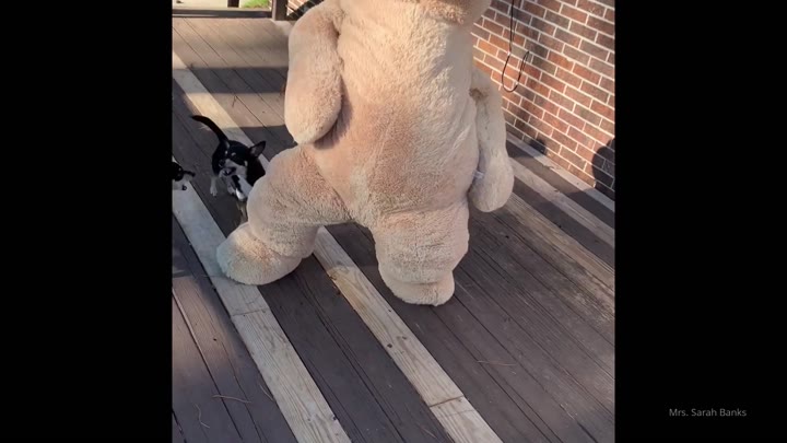 Babe Sarah Banks nsfw