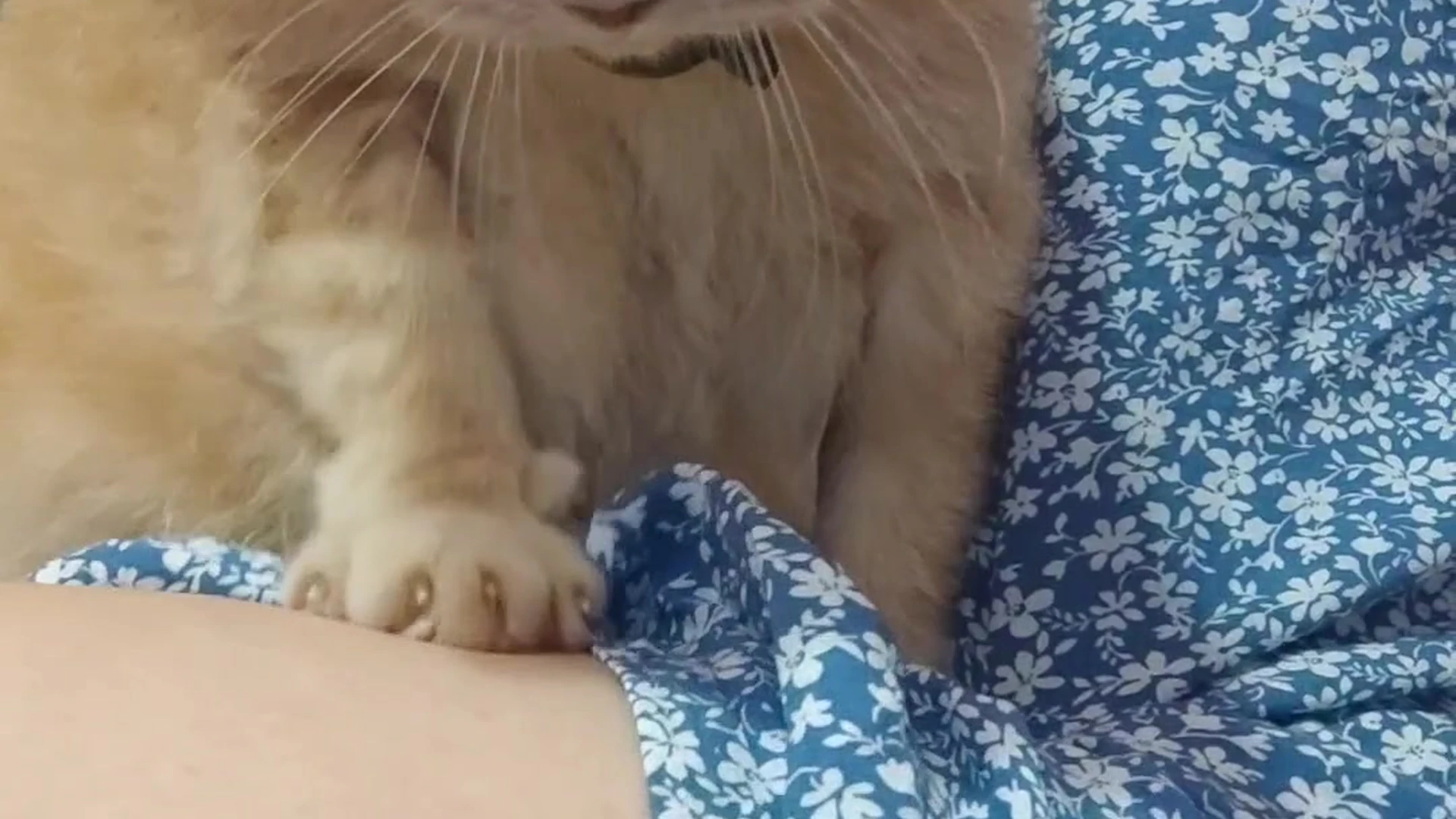 Angelic small boobs Anaimiya sex