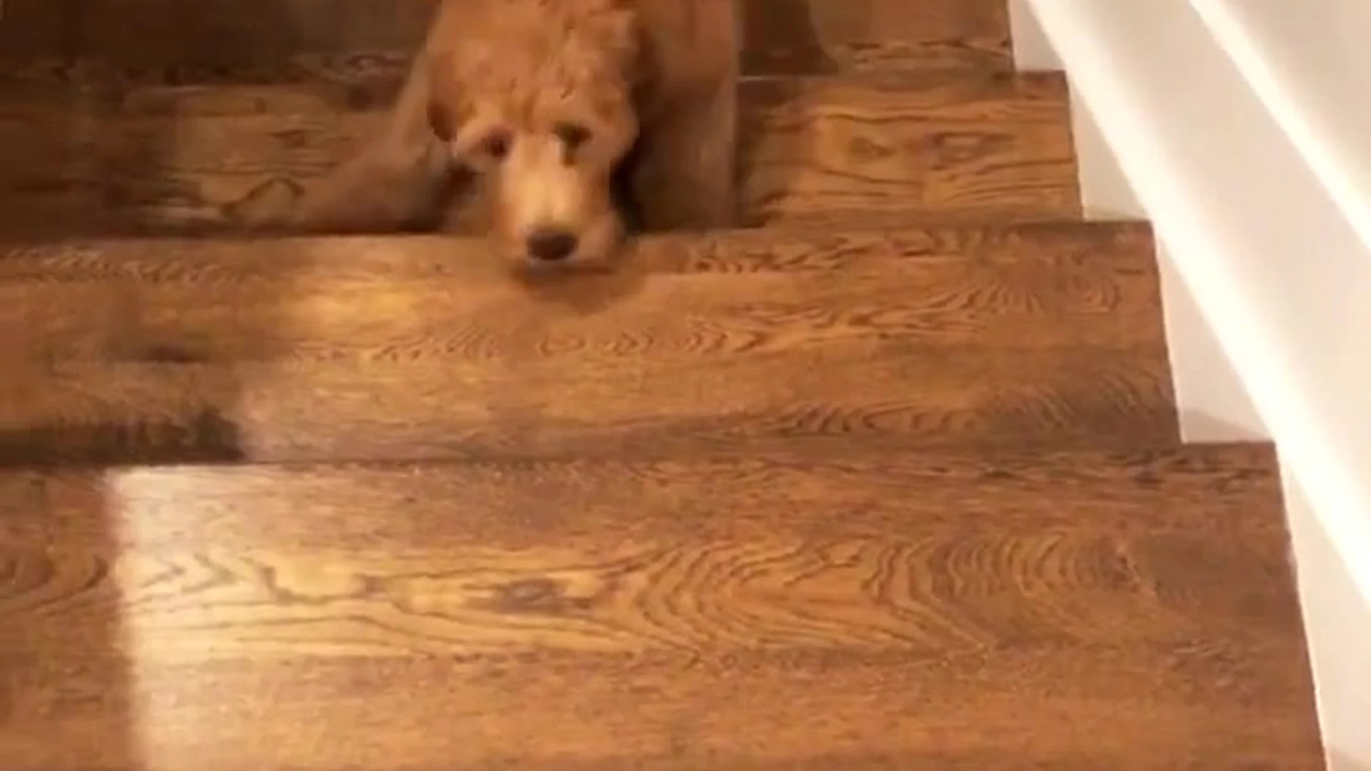 Sensational dirty small girl Aspen Rae pics porn Full Movie