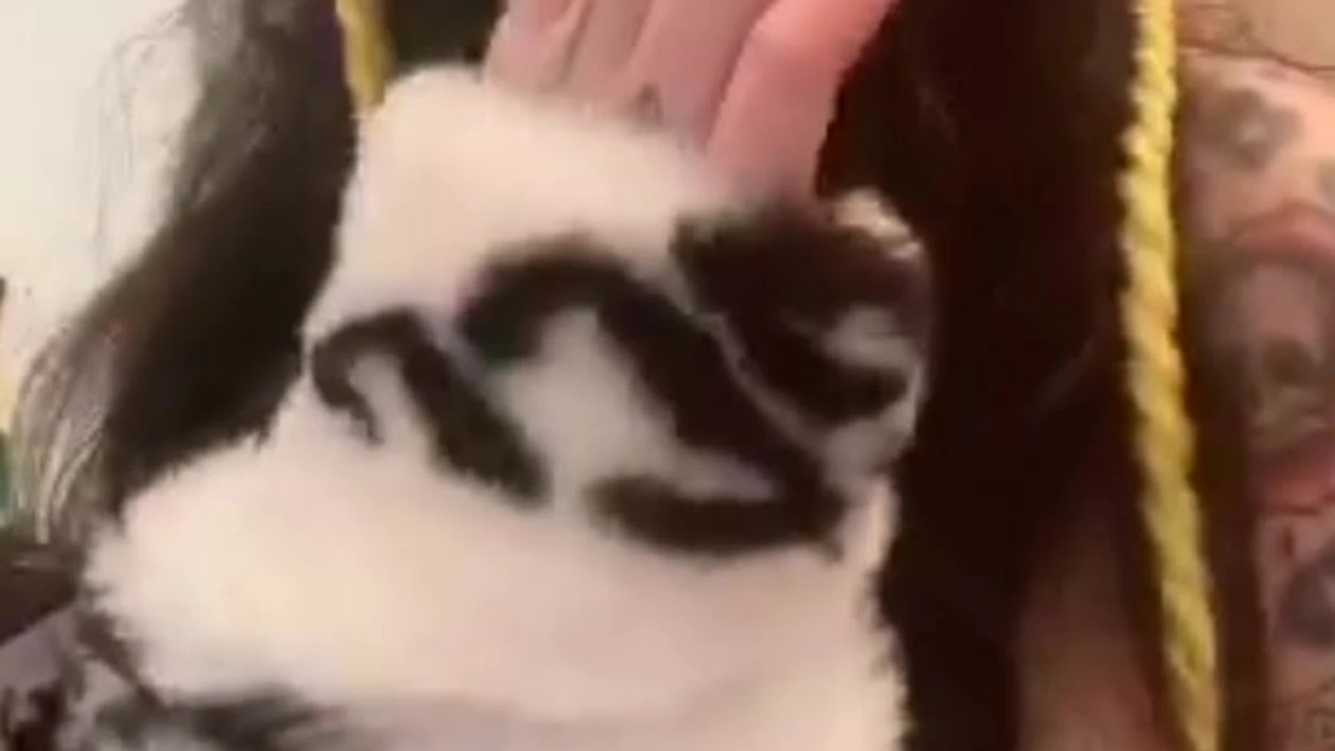 big boobs Alex Mucci onlyfans leaked VIDFULL