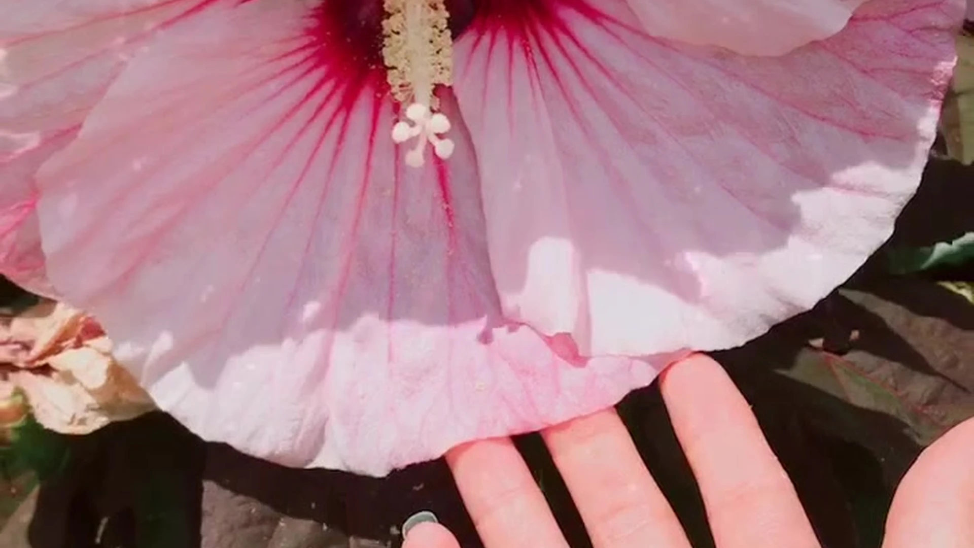 Exposed Steadfast natural tits Lily Ivy Fansly