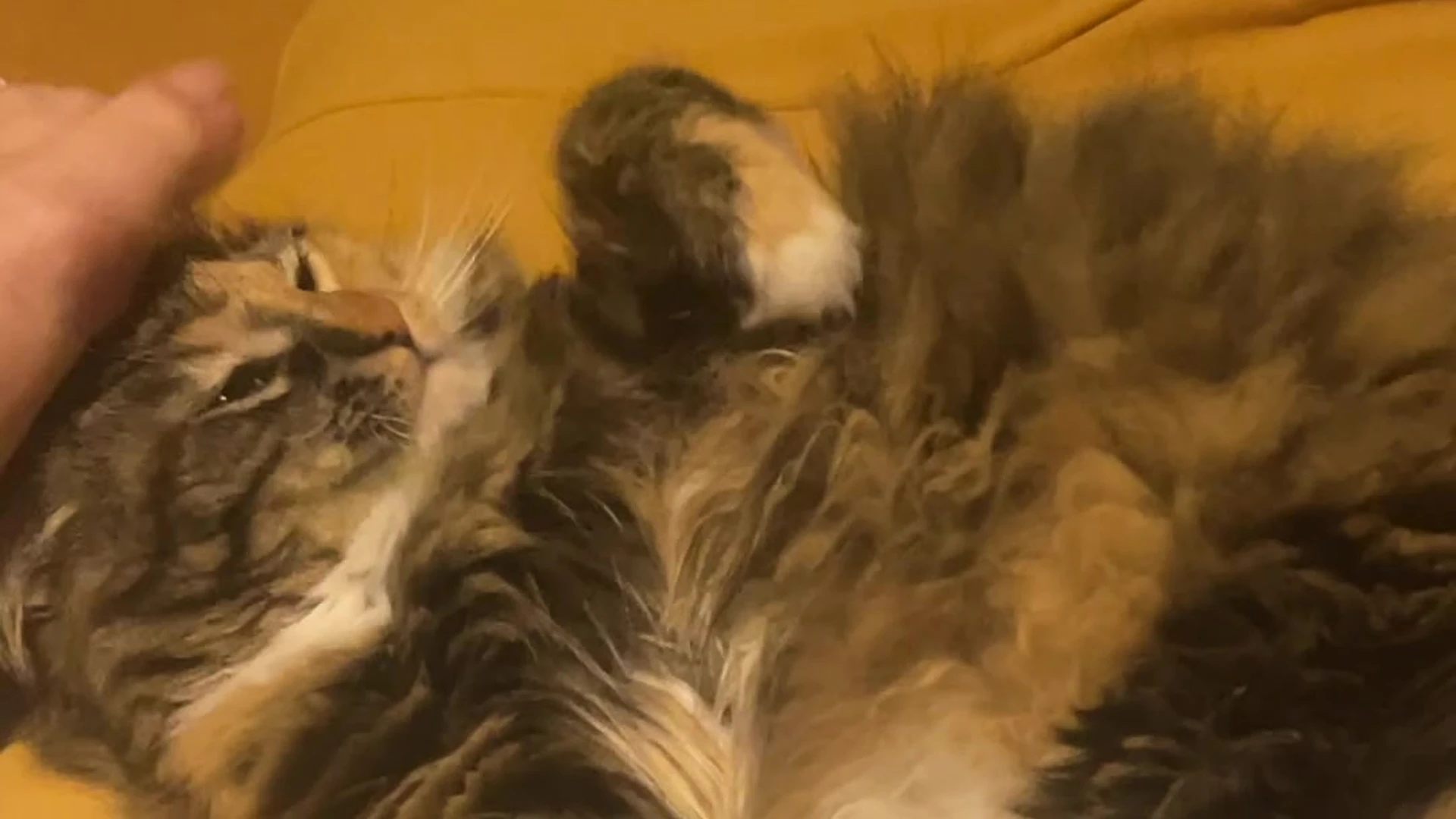 Epic Devoted tattoo Alex Mucci leak Exclusive full vid