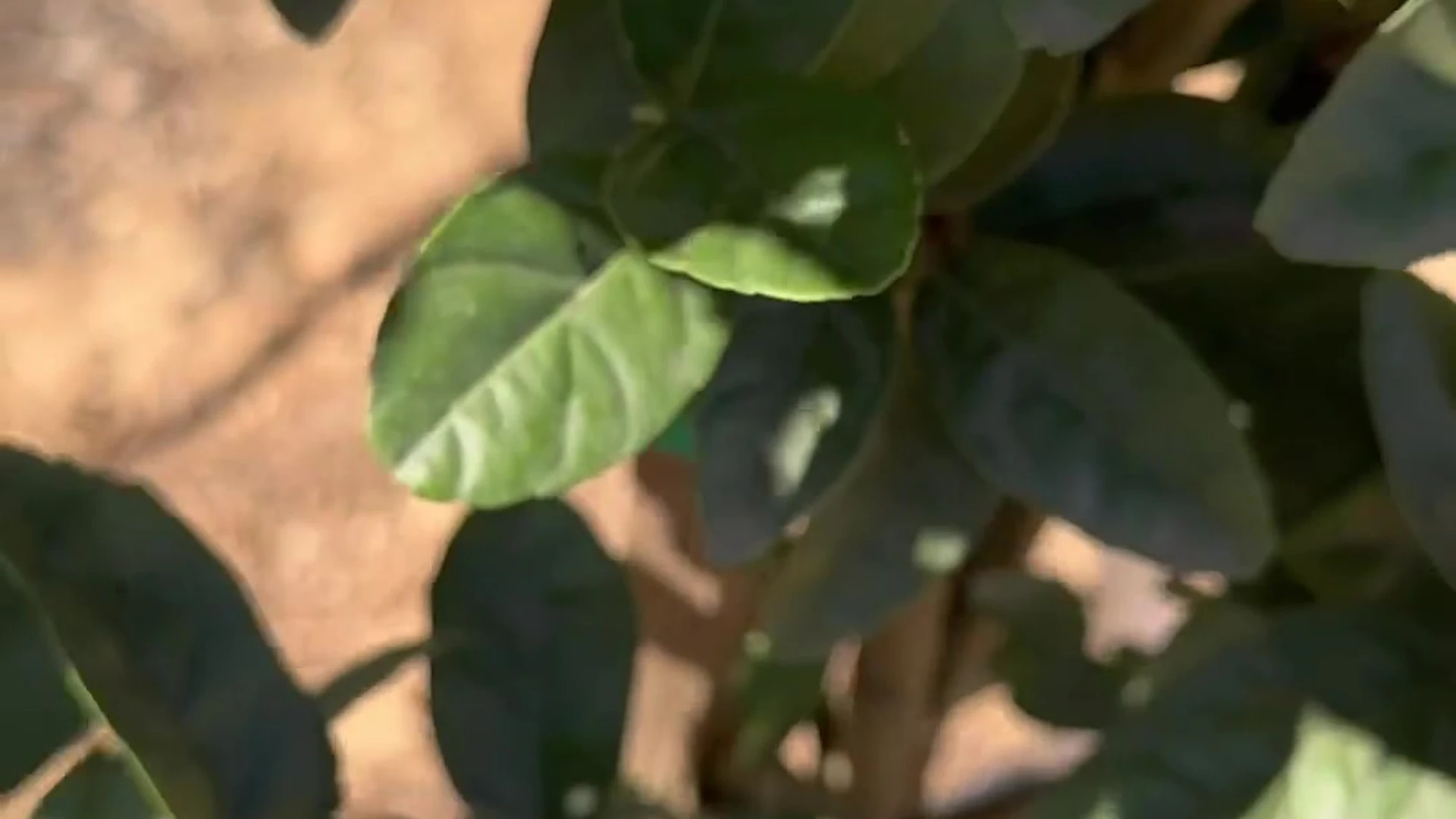 Epic Ambitious  fake boobs Helayna Marie blowjob Video