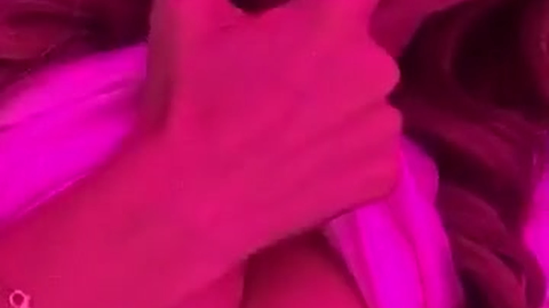 sexy hoe not natural Kali Roses XXX