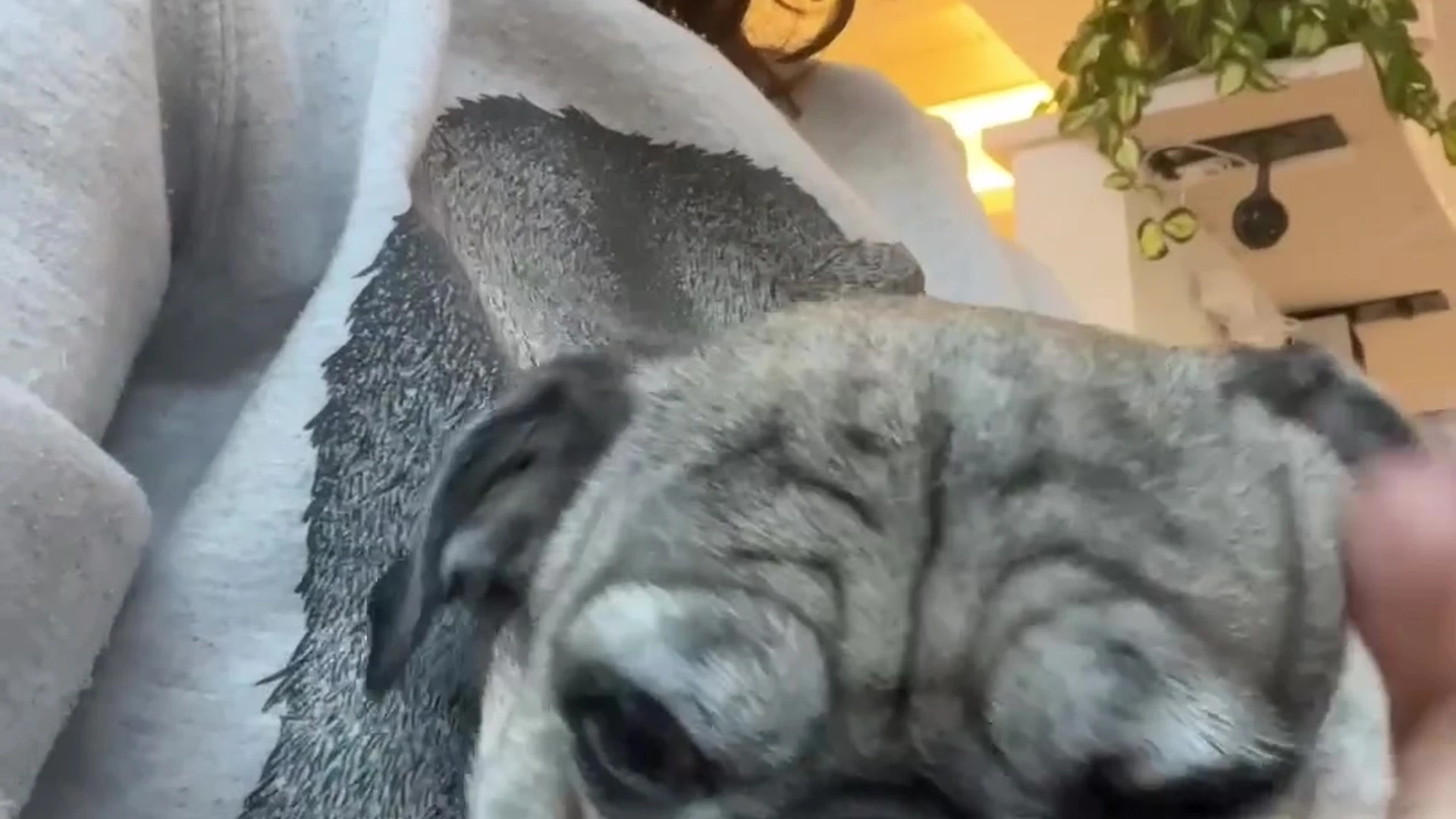 Sensational egirl babe Mama Fiona nude boobs Full leaked video