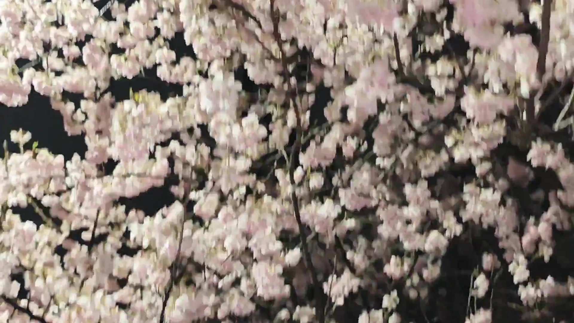 Epic hoe Anaimiya leaked nudes x