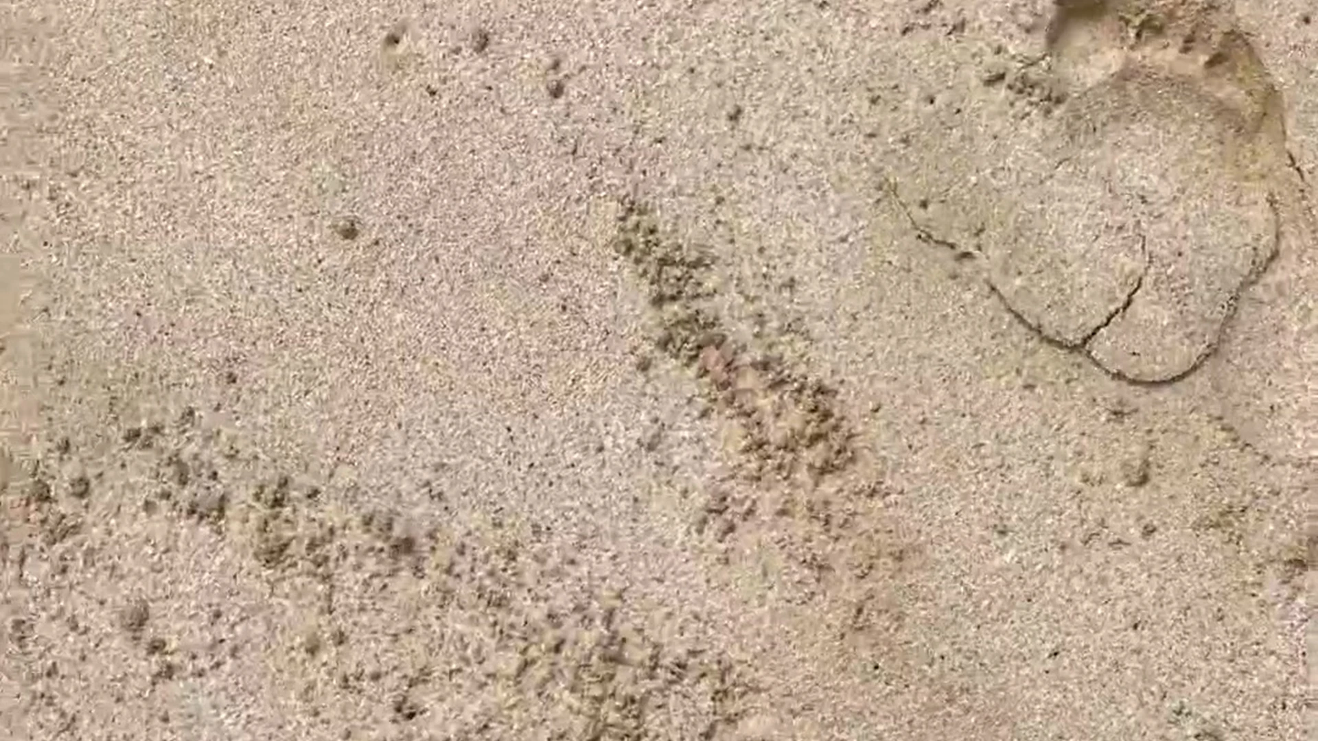 asian cattiiieeen sex leak Video