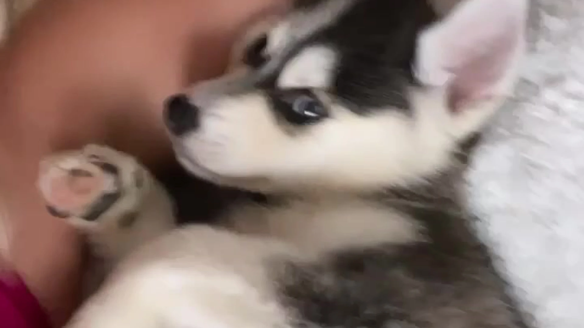 Canadian Alysha Newman leaked tits pic Clip