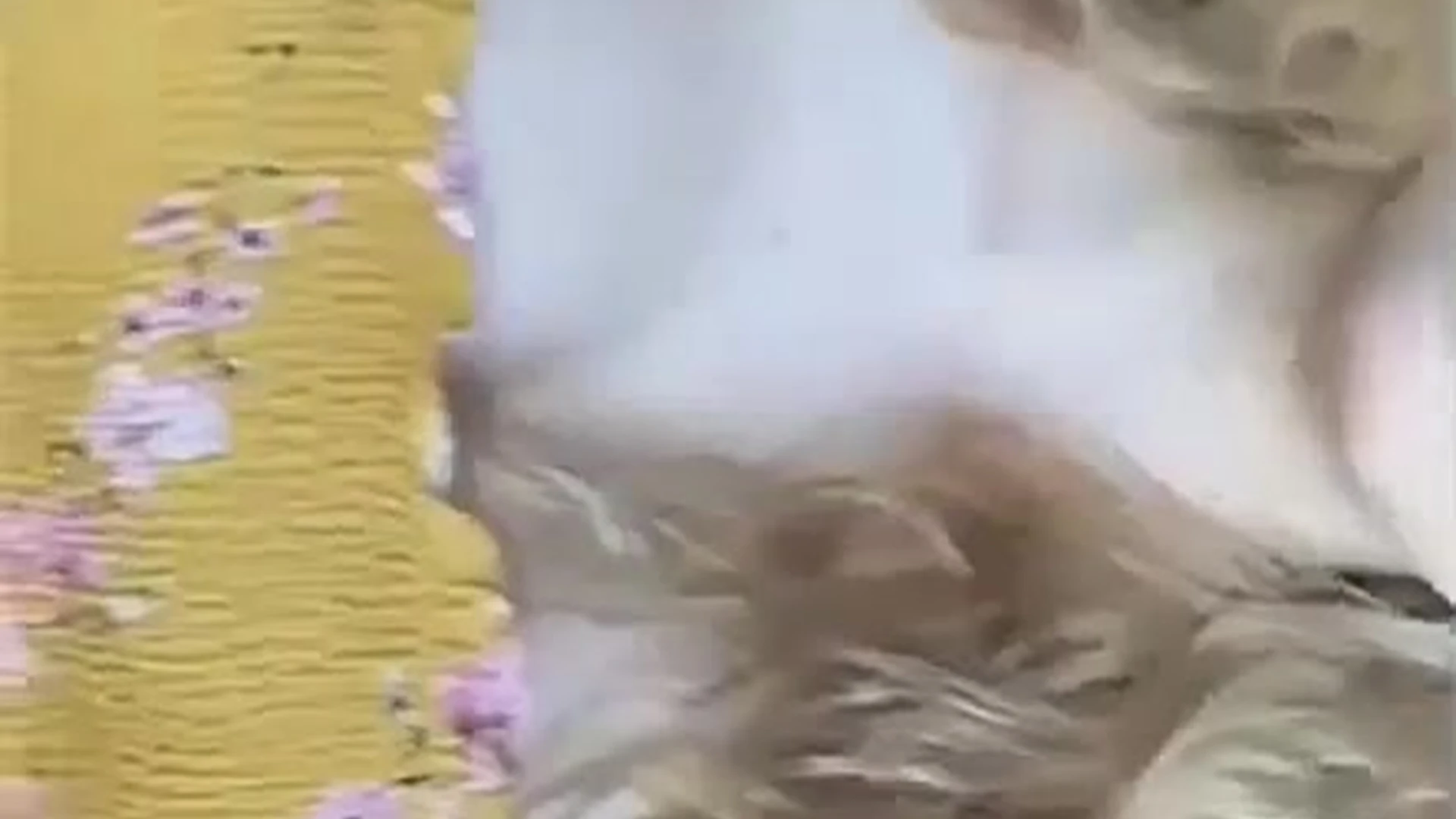 Sensational Steadfast petite Kayla Erin nude Leaked full video