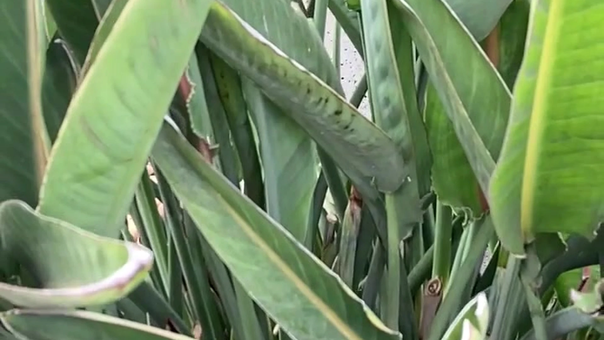 Epic brave Caucasian Dare Taylor onlyfans nudes Clip