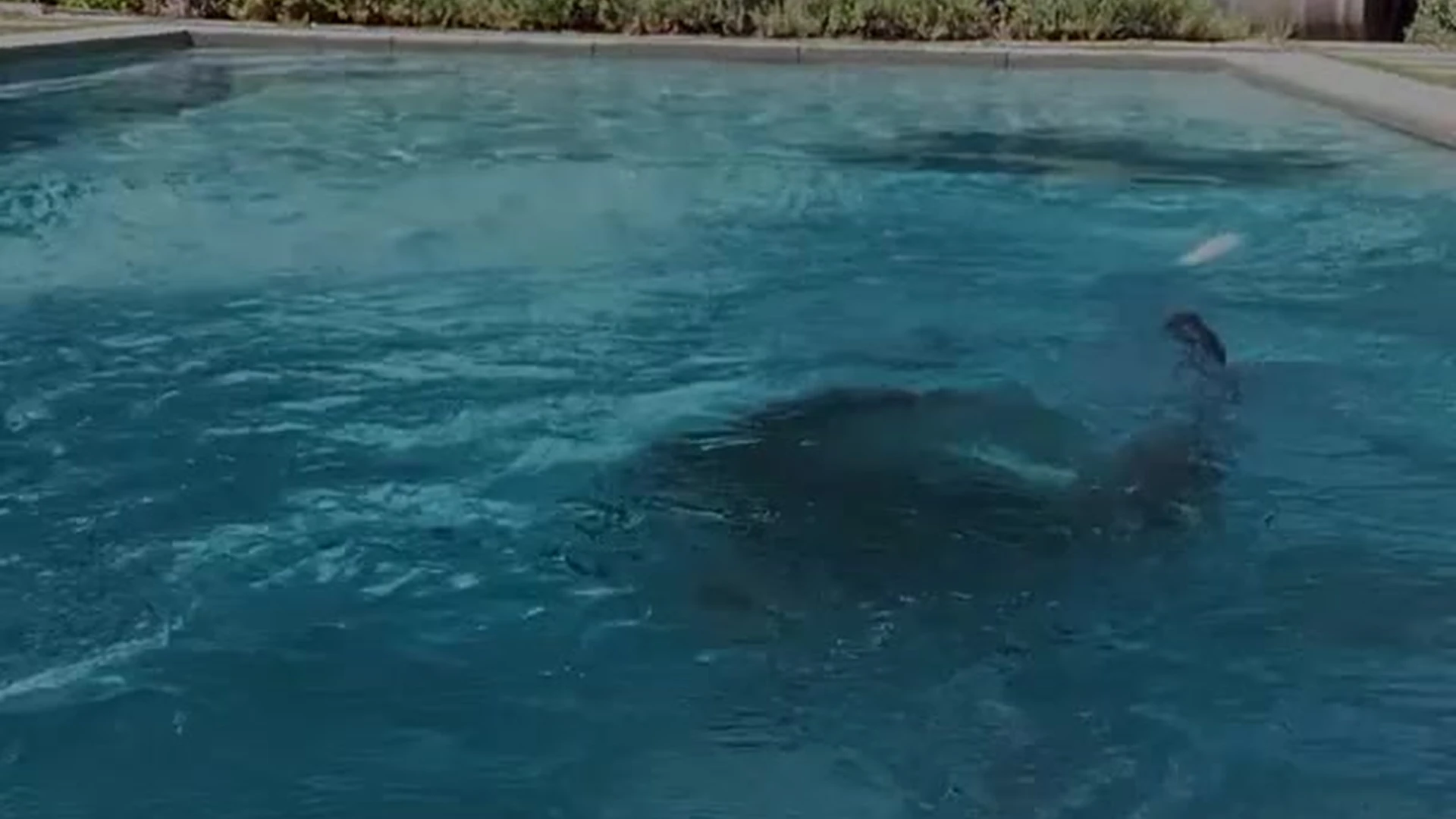 cum dumpster brunette Alina Lopez of leaks Leaked full video Exposed