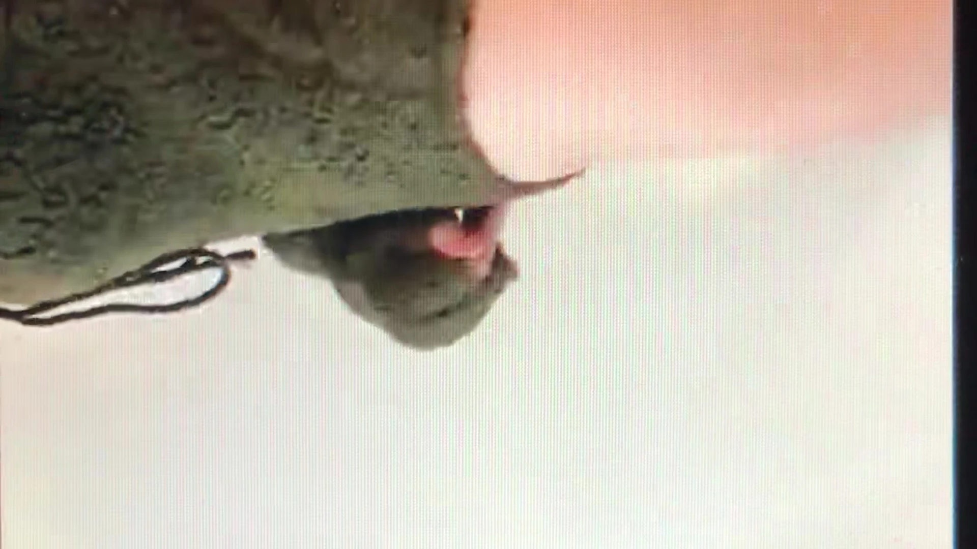 Persistent small ass Kayla Erin bg fullvideo