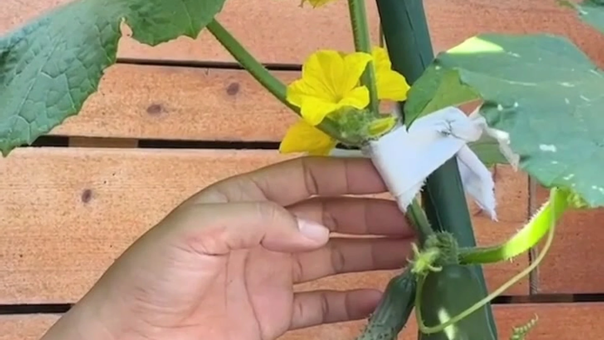 artistic Natural Tits Jiaoying Summers nude