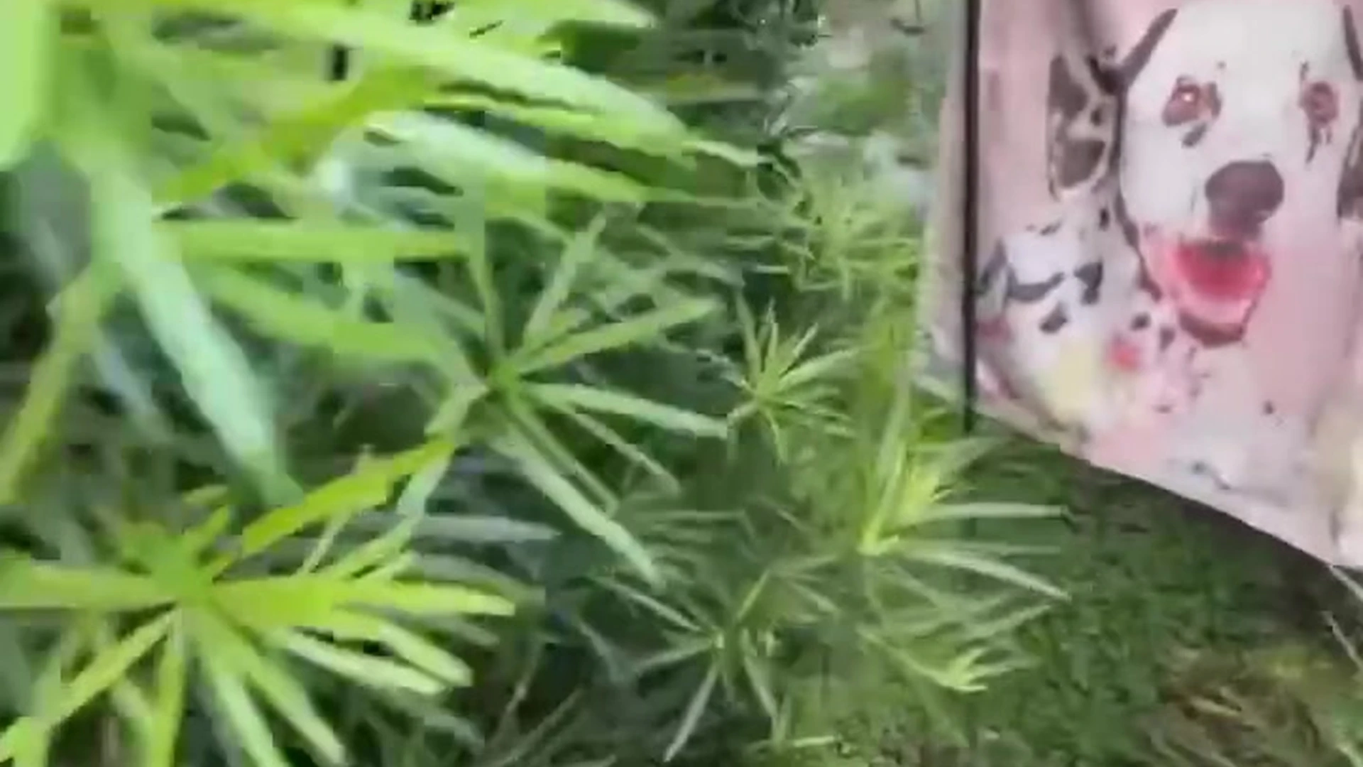 American Amanda Cerny boobs